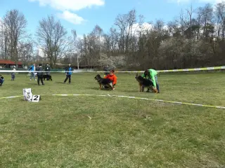 4.4.2015 - Oblastní výstava NO - první fotky – fotografie 4