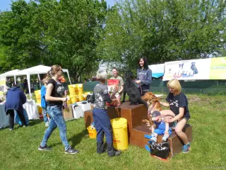 Fenky-voříšci nad 40 cm : 1.Amy, 2.Příšerka a 3.Viktorie
