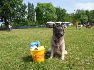 Bojar letos získal stříbro v kategorii Psi-voříšci nad 40 cm