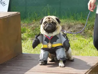 MARLEY - Batman