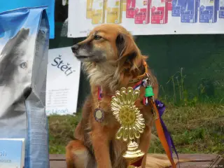 BARUNKA - Štětský voříšek 2015