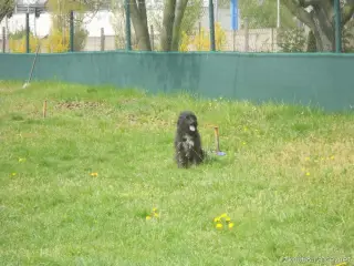 Květen 2016 - agility ve Štětí – fotografie 4