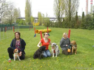 Květen 2016 - agility ve Štětí – fotografie 7