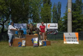 Voříšci -fenky nad 40 cm: 1.m. Tara z Nové Vsi, 2.m. Sára ze Štětí a ,3.m. Nessie z Prahy