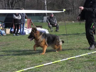 Oblastní vystava NO - 2018 – fotografie 14