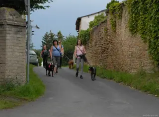 25.5.2019 - pochod pro útulky – fotografie 11