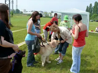 29.5.2010 - Štětský voříšek 2010 – fotografie 17