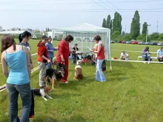 29.5.2010 - Štětský voříšek 2010 – fotografie 18