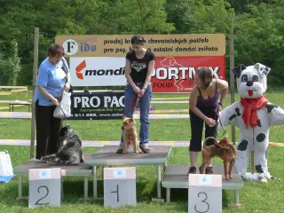 29.5.2010 - Štětský voříšek 2010 – fotografie 27
