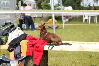 29.5.2010 - Štětský voříšek 2010 - III – fotografie 27