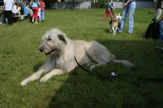 Vorisek_2010_009
