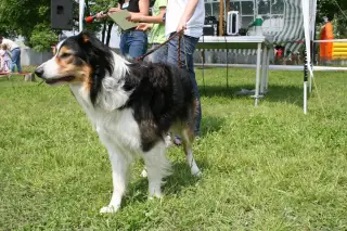Vorisek_2010_057