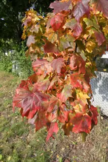 2.10.2010 - přichází podzim – fotografie 1