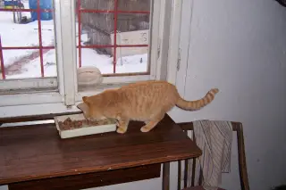 11.12.2010 - zima na cvičáku – fotografie 10