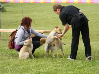 28.5.2011 - Štětský voříšek 2011 III – fotografie 11