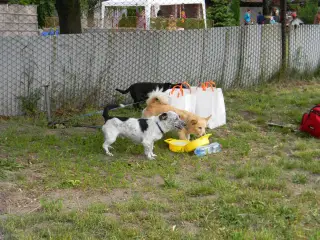 28.5.2011 - Štětský voříšek 2011 III – fotografie 20