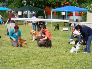 28.5.2011 - Štětský voříšek 2011 III – fotografie 33