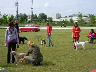 28.5.2011 - Štětský voříšek 2011 III – fotografie 43