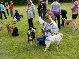 28.5.2011 - Štětský voříšek 2011 III – fotografie 45