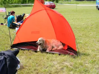 28.5.2011 - Štětský voříšek 2011 III – fotografie 50