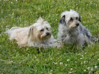 28.5.2011 - Štětský voříšek 2011 III – fotografie 54
