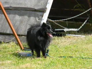28.5.2011 - Štětský voříšek 2011 III – fotografie 71