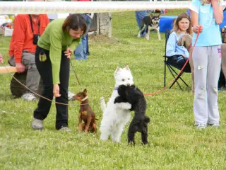 28.5.2011 - Štětský voříšek 2011 III – fotografie 79