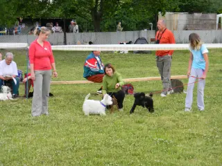 28.5.2011 - Štětský voříšek 2011 III – fotografie 81