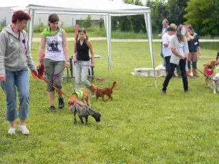 28.5.2011 - Štětský voříšek 2011 III – fotografie 97
