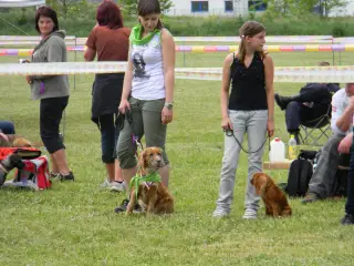 28.5.2011 - Štětský voříšek 2011 III – fotografie 98