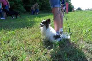 11.6.2011 - opět normální výcvik – fotografie 9