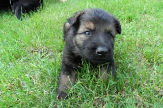 13.6.2011 - zprávy ze Štětí – fotografie 5