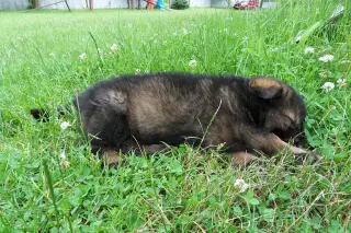 13.6.2011 - zprávy ze Štětí – fotografie 9