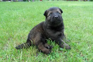 13.6.2011 - zprávy ze Štětí – fotografie 10