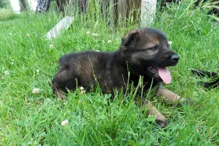 13.6.2011 - zprávy ze Štětí – fotografie 11