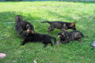 10.7.2011 - štěňata - koupání – fotografie 7