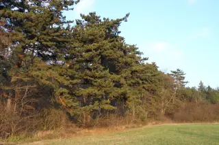 28.11.2011 - opět venku - zase jako na jaře – fotografie 1