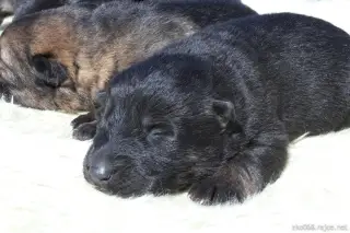 9.4.2012 - Velikonoce - štěňata + "voda" – fotografie 10