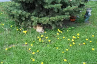 Ta kočka je živá ! Ten trpaslík ne.