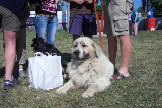 26.5.2012 - Štětský voříšek 2012 a Den dětí s hafany - první fotky – fotografie 7