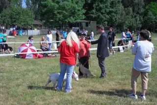 26.5.2012 - Štětský voříšek 2012 a Den dětí s hafany - první fotky – fotografie 17