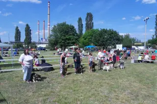26.5.2012 - Štětský voříšek 2012 a Den dětí s hafany - první fotky – fotografie 19