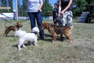 26.5.2012 - Štětský voříšek 2012 a Den dětí s hafany - první fotky – fotografie 21