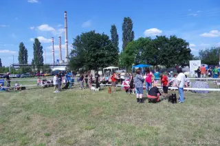 26.5.2012 - Štětský voříšek 2012 a Den dětí s hafany - první fotky – fotografie 23