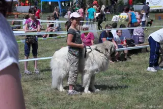 26.5.2012 - Štětský voříšek 2012 a Den dětí s hafany - první fotky – fotografie 30