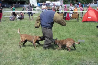 26.5.2012 - Štětský voříšek 2012 a Den dětí s hafany - první fotky – fotografie 48
