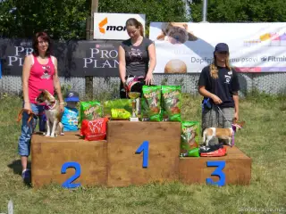 Voříšci-fenky do 40 cm: 1.SCHEILA, 2.AMY, 3.LADY