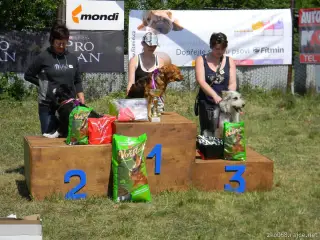 Voříšci-fenky nad 40 cm: 1.Příšerka, 2.Maruška, 3.Bekky