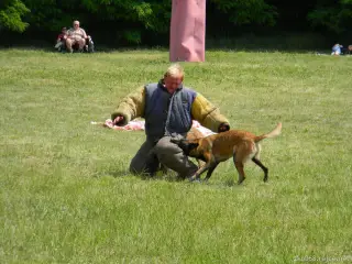 26.5.2012 - Štětský voříšek 2012 - další fotky – fotografie 34