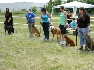 Psi bez PP nad 40 cm: BAX,SAM,JERRY,ARČÍ a TAISO